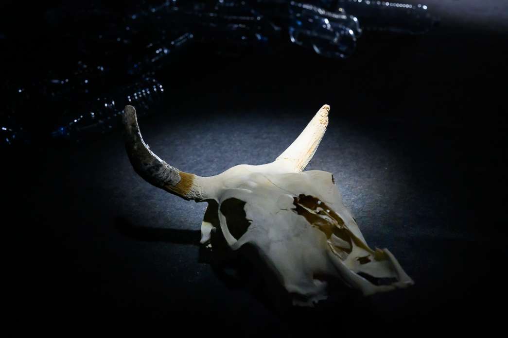 Eun Young Lee Park, Animot. INACT Festival des Arts Mutants 2024, Co-modification.