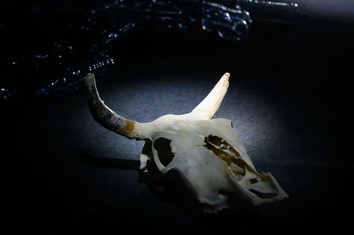 Eun Young Lee Park, Animot. INACT Festival des Arts Mutants 2024, Co-modification.