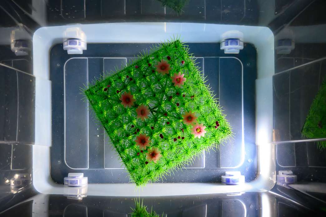 Martin Bas, Qui c'est ce type l&agrave;&nbsp;?. INACT Festival des Arts Mutants 2024, Co-modification.