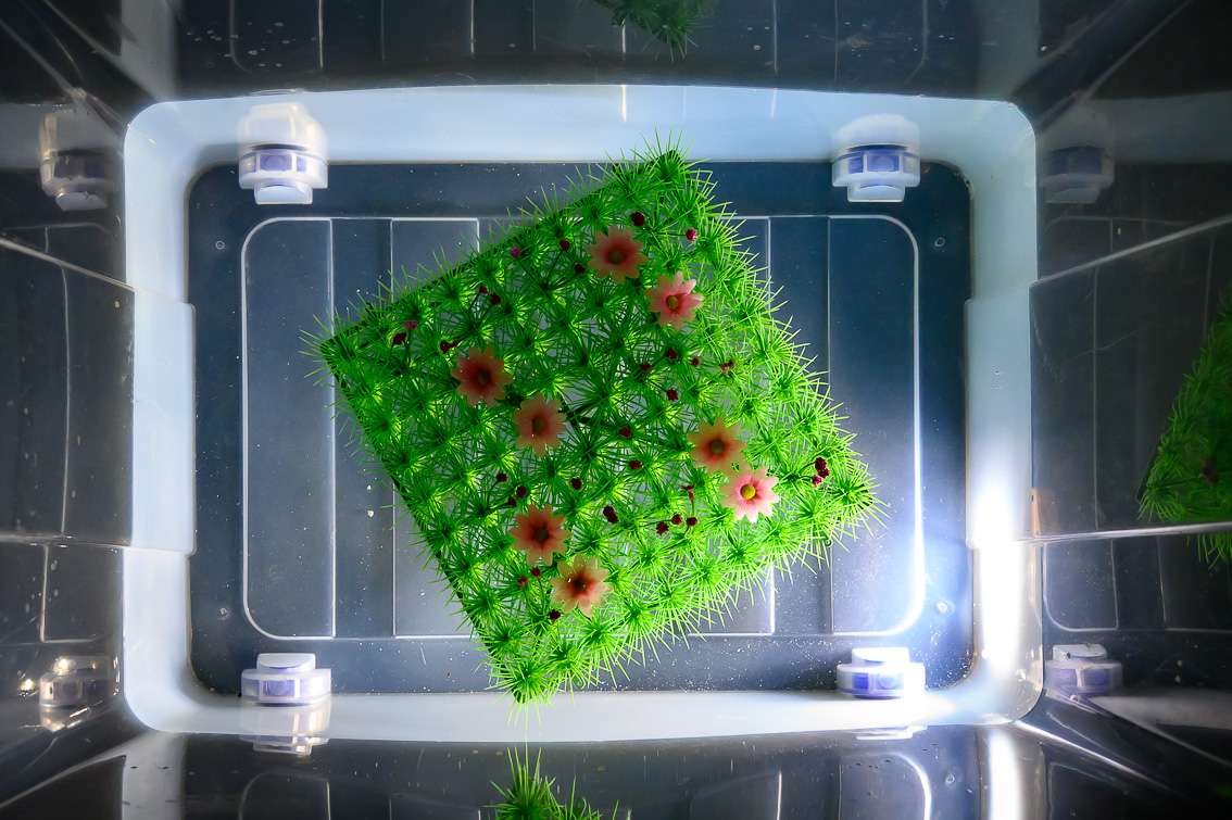 Martin Bas, Qui c'est ce type là ?. INACT Festival des Arts Mutants 2024, Co-modification.